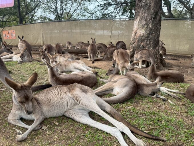 寝るカンガルーたち