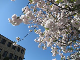 第41回育英西中学校・高等学校入学式